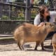 Capibaras en Baja California: dónde conocerlos de cerca