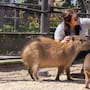 Los capibaras tienen un lugar especial en Baja California donde puedes conocerlos de cerca y descubrir por qué son tan tranquilos