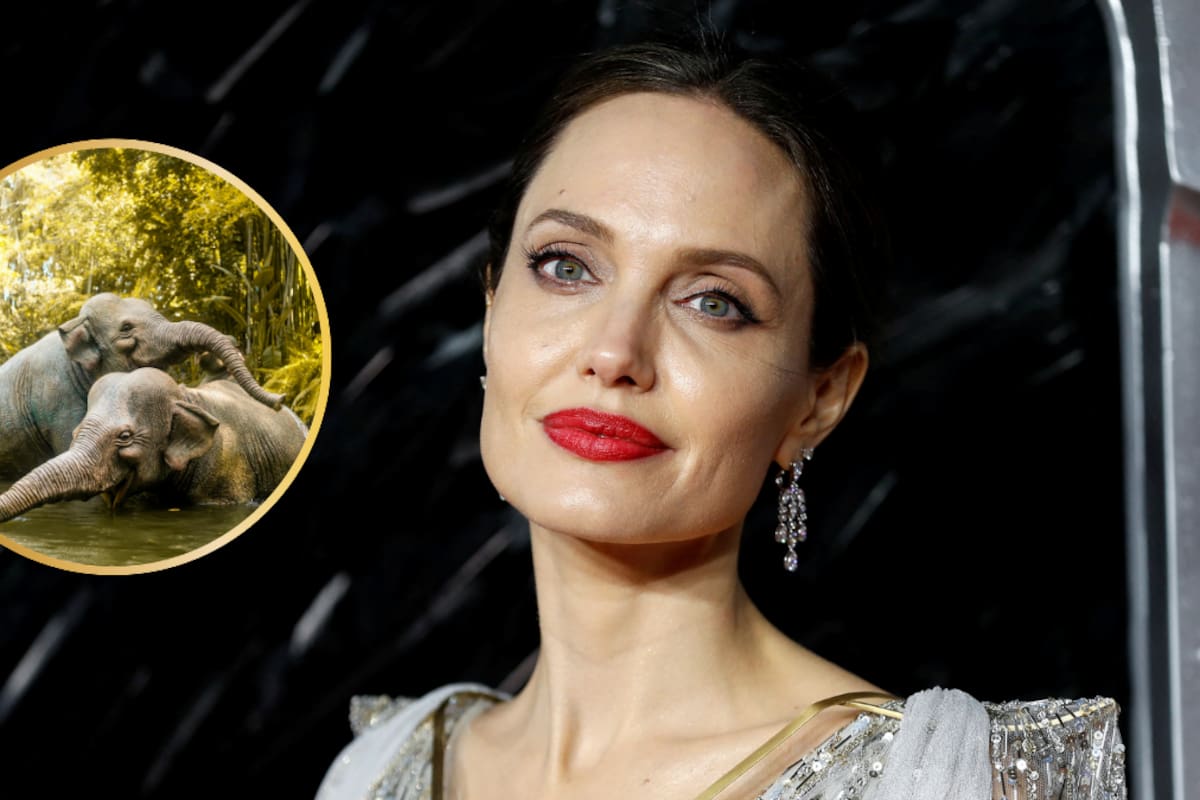 Angelina Jolie compró una propiedad de 39 hectáreas en Camboya; años después su fundación asumió la protección de un bosque de 60,994 hectáreas donde cámaras trampa confirmaron la presencia de elefantes asiáticos y pangolines de Sunda