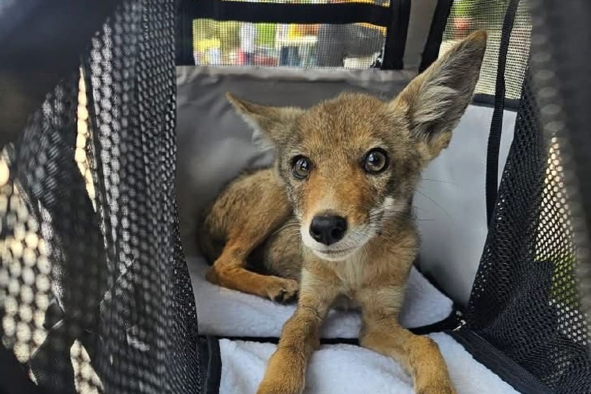 ‘Coyotín’ llega a buen refugio