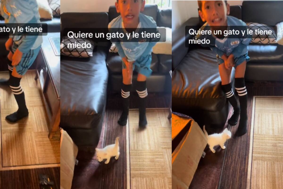 VIDEO: niño adopta a un gato pero grita de miedo al tocarlo