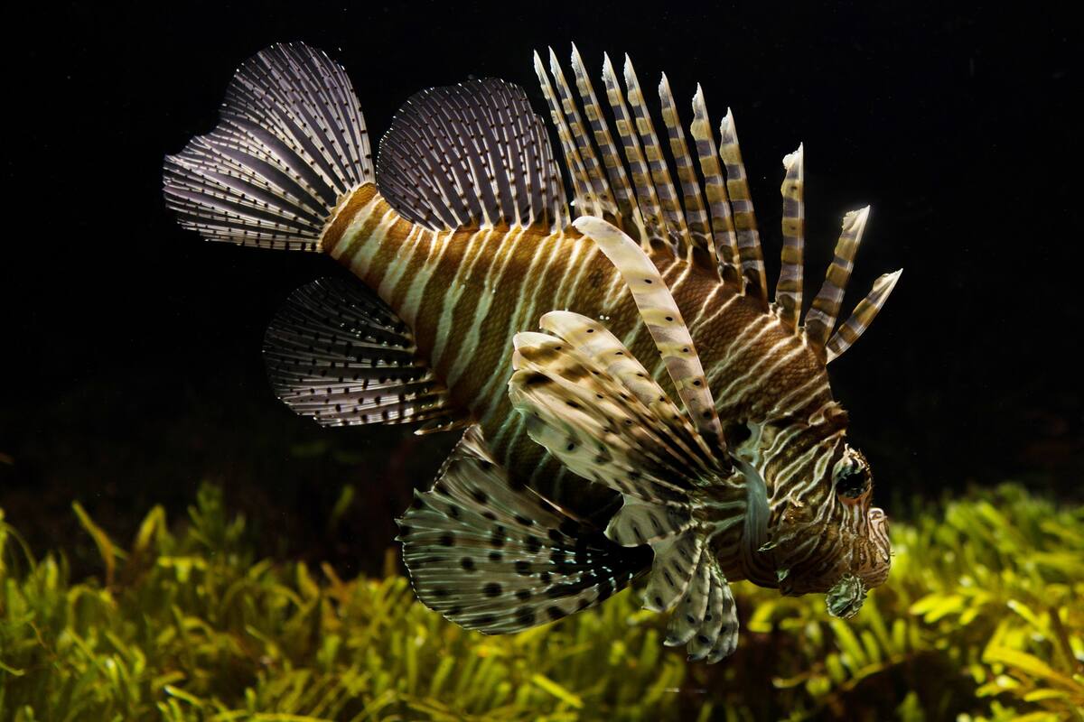 Contrae una rara enfermedad tropical y su acuario resulta ser el responsable
