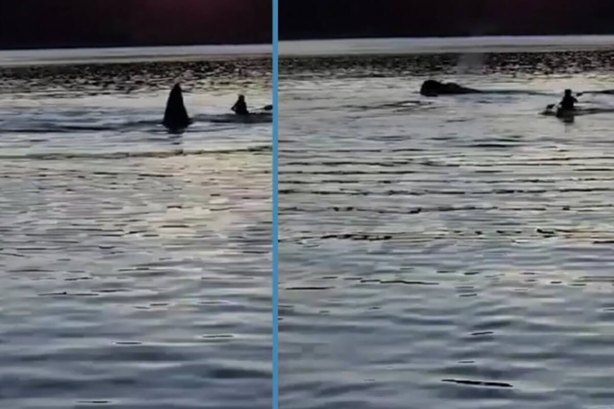 VIDEO: Ballena sale a la superficie y choca contra un kayakista en Australia