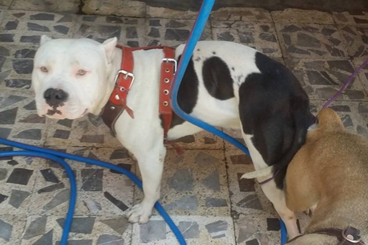 'Tony Parquer', hombre que maltrató a pitbull es calificado como sicópata