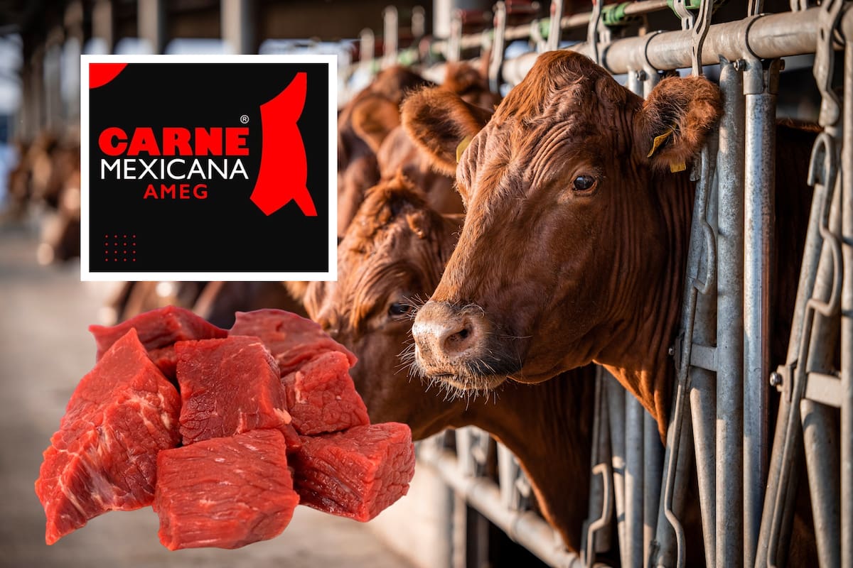 La industria de la carne, en riesgo por medidas restrictivas al ganado: productores