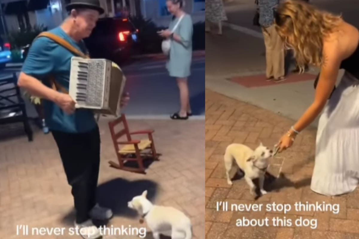 El perrito que trabaja con ritmo: acompaña a su dueño músico y recoge las propinas