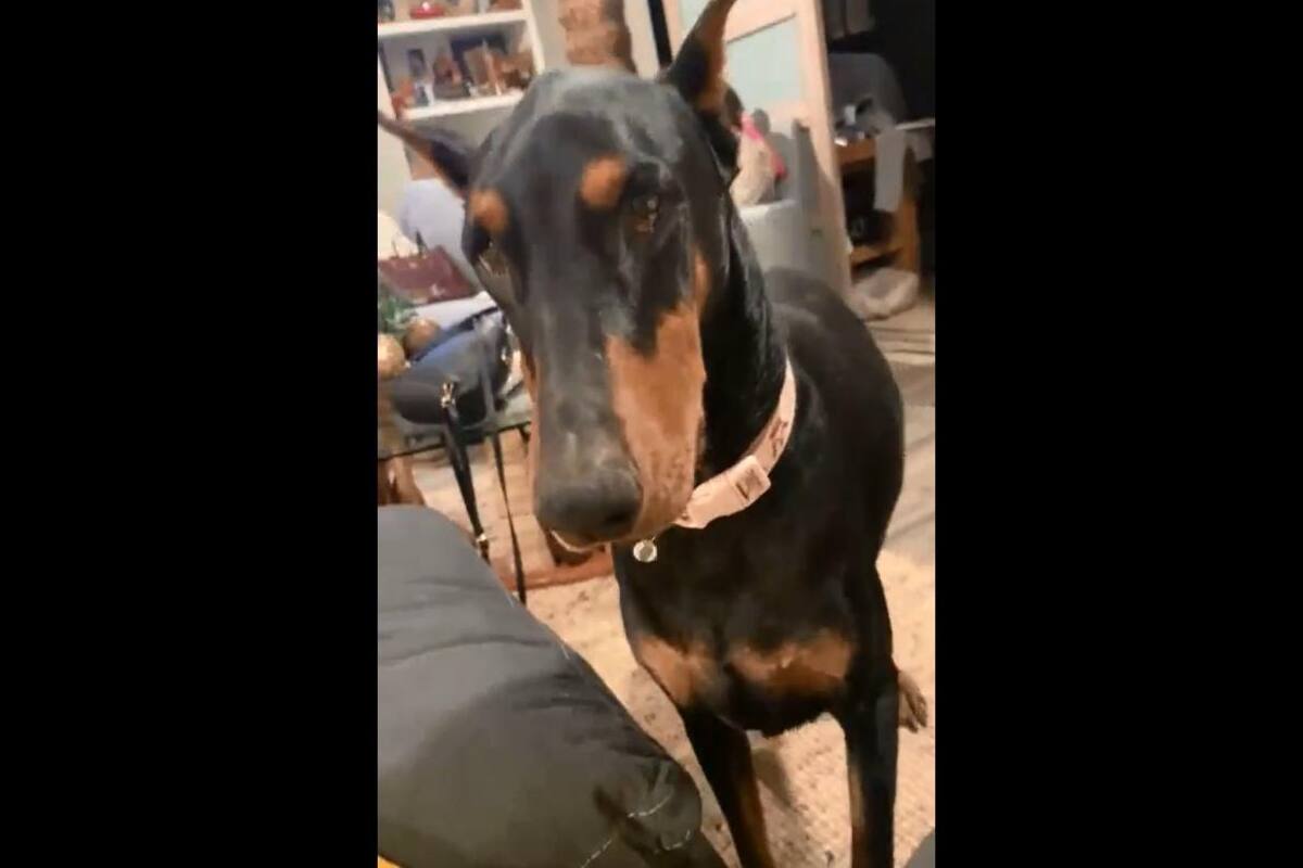 VIRAL: Este animal se molesta con su dueña y cierra su laptop por no ponerle atención