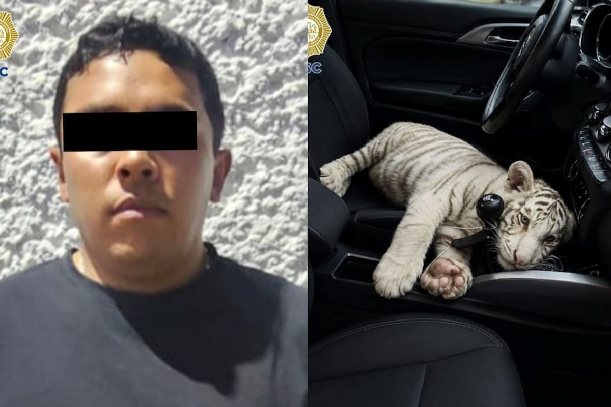 Detienen en Iztapalapa a hombre que transportaba una tigresa de Bengala blanca de 4 meses sin documentos en la Central de Abasto