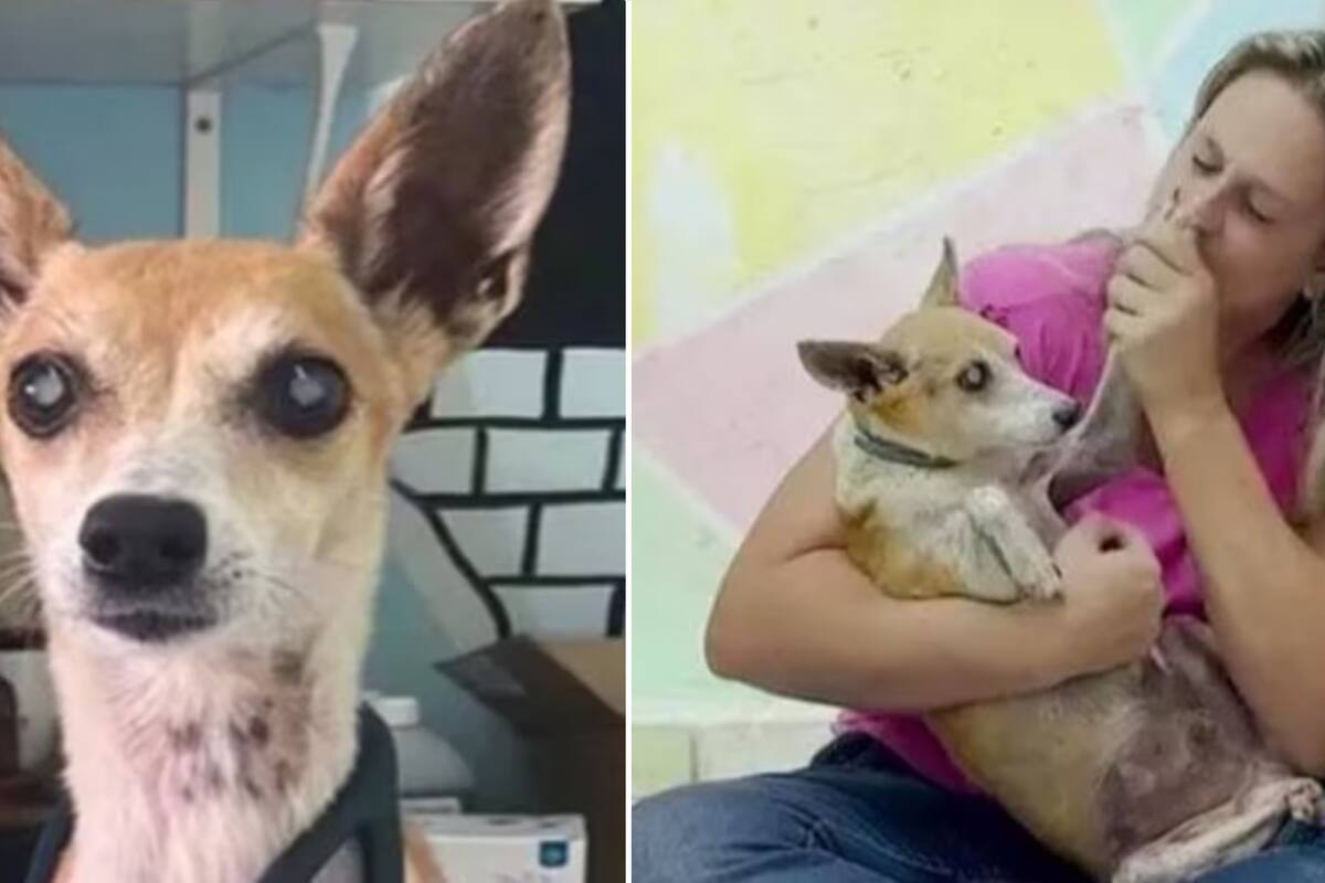 Ze, el perrito anciano y ciego que se enfrentó a ladrones para defender su clínica veterinaria