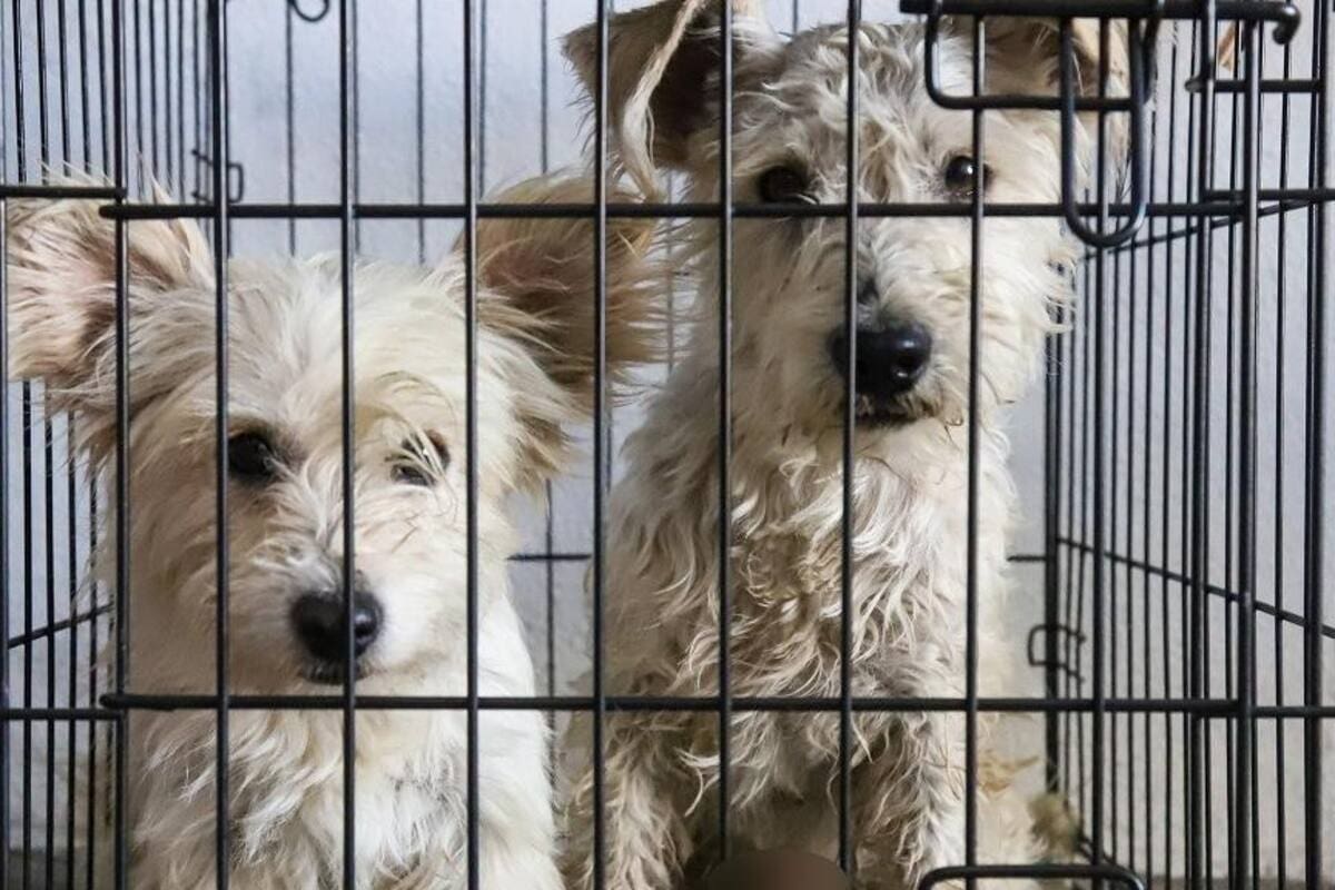 Arranca este lunes nueva jornada de Esterilización Canina y Felina Móvil