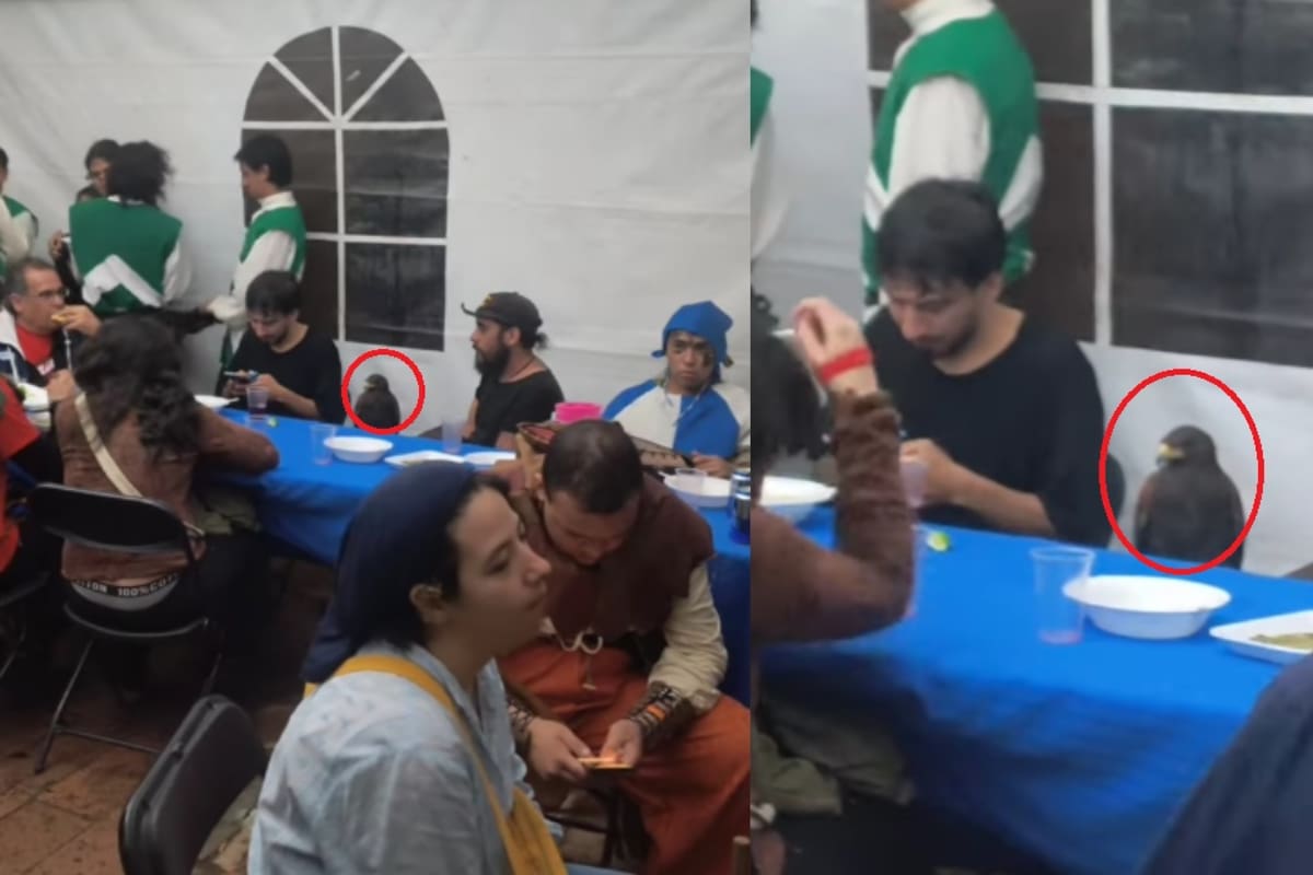 Reunión con invitado especial: águila se sienta a la mesa a comer con los demás y el video se vuelve viral