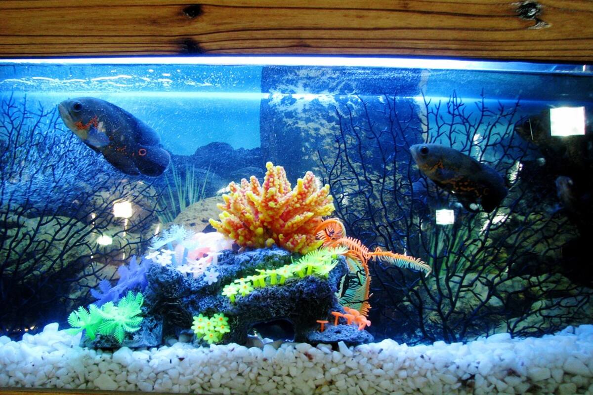 Familia estuvo a punto de morir envenenada por coral de su pecera