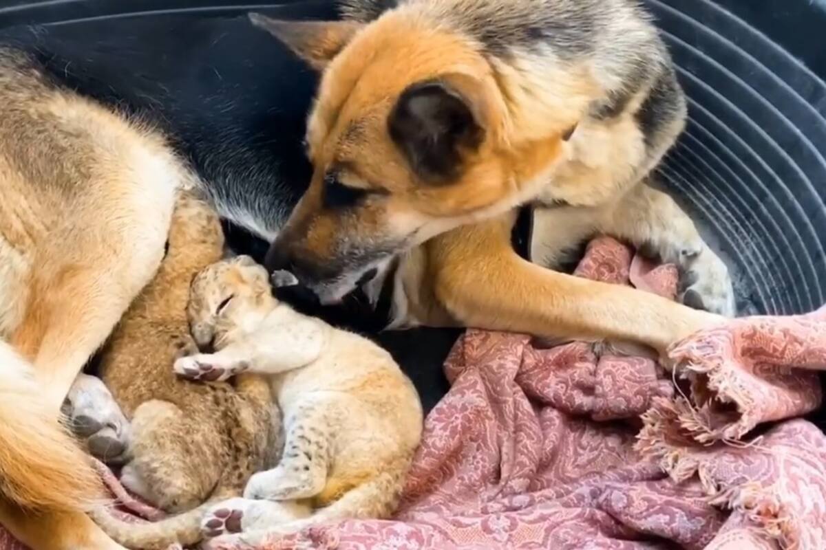 Perrita adopta dos cachorros de león