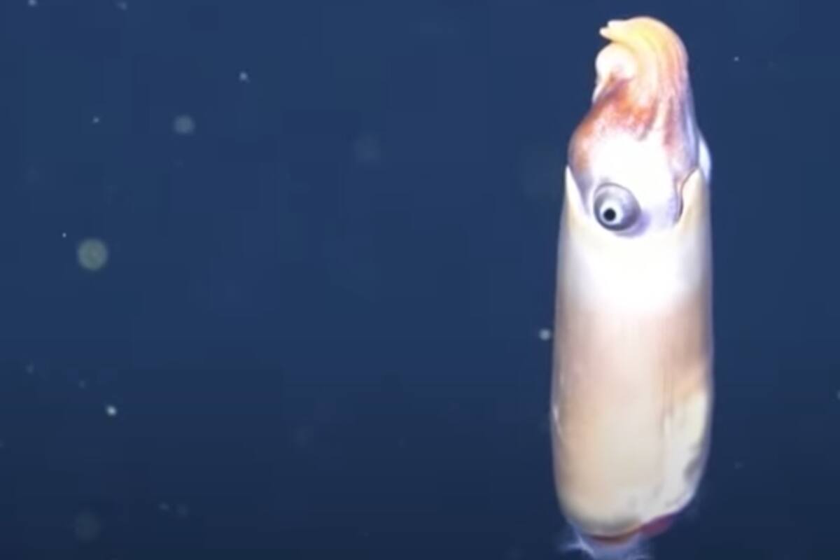 Captan imágenes de uno de los calamares más extraños