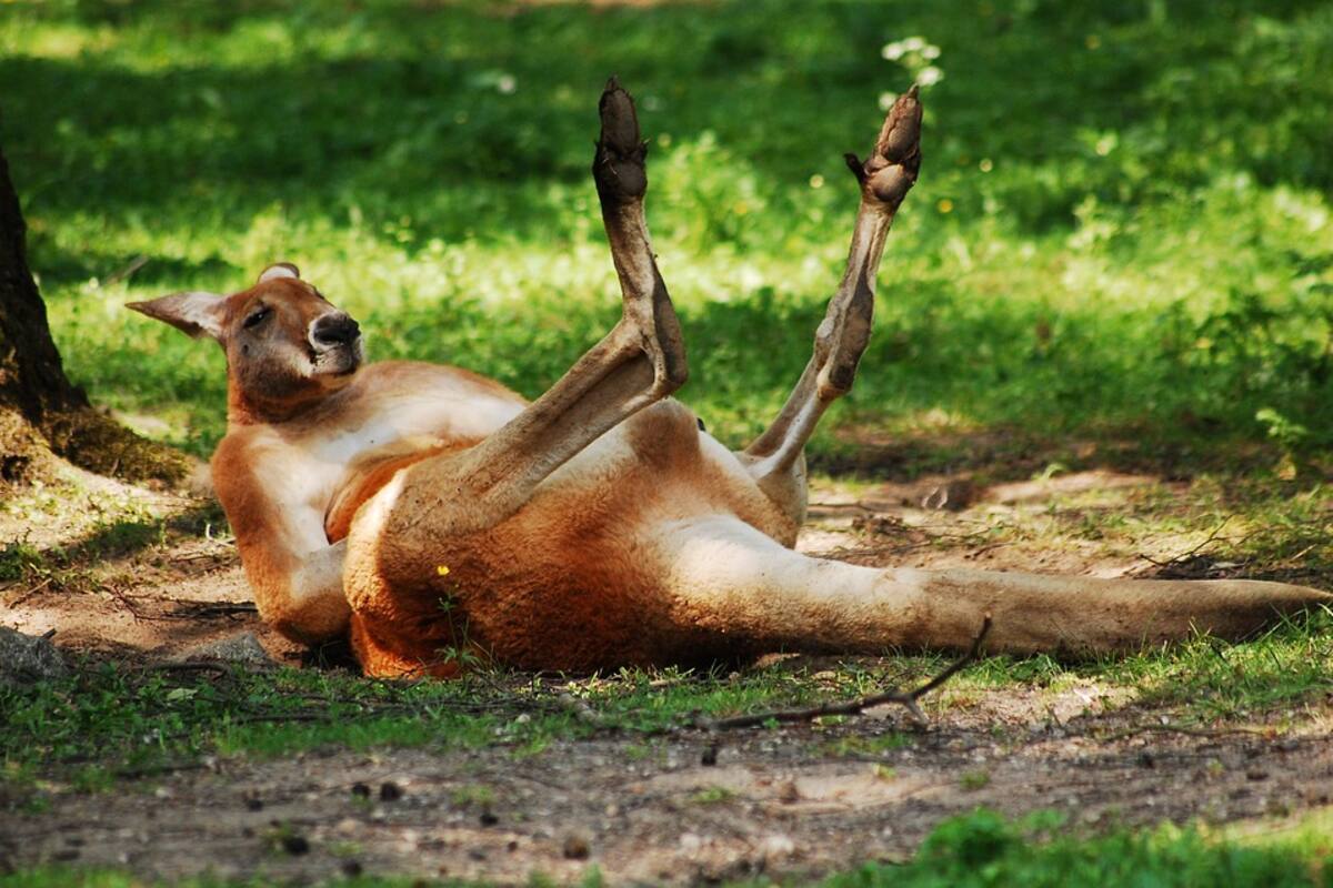 Visitantes de un zoo alertan a la Policía al ver a un canguro tumbado