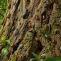 ¿Sabías que un solo árbol puede albergar hasta 2,5 millones de insectos?
