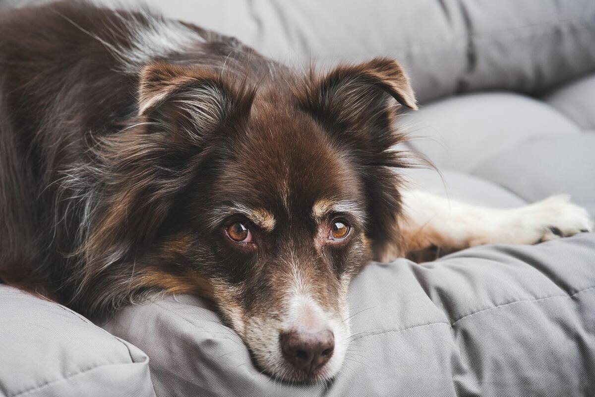 Reto de TikTok puede poner en riesgo a tu mascota
