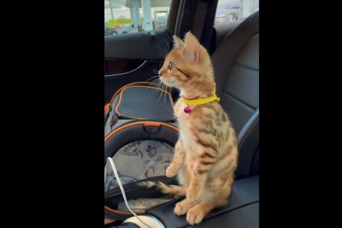 TIKTOK: Mujer lleva a su mascota a lavo de autos y reacción se hace viral