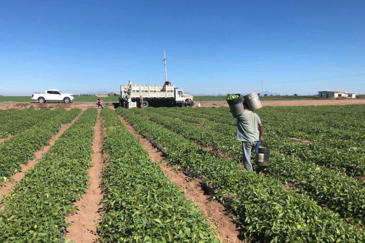 Jornaleros del Sur de Sonora se quedan sin trabajo