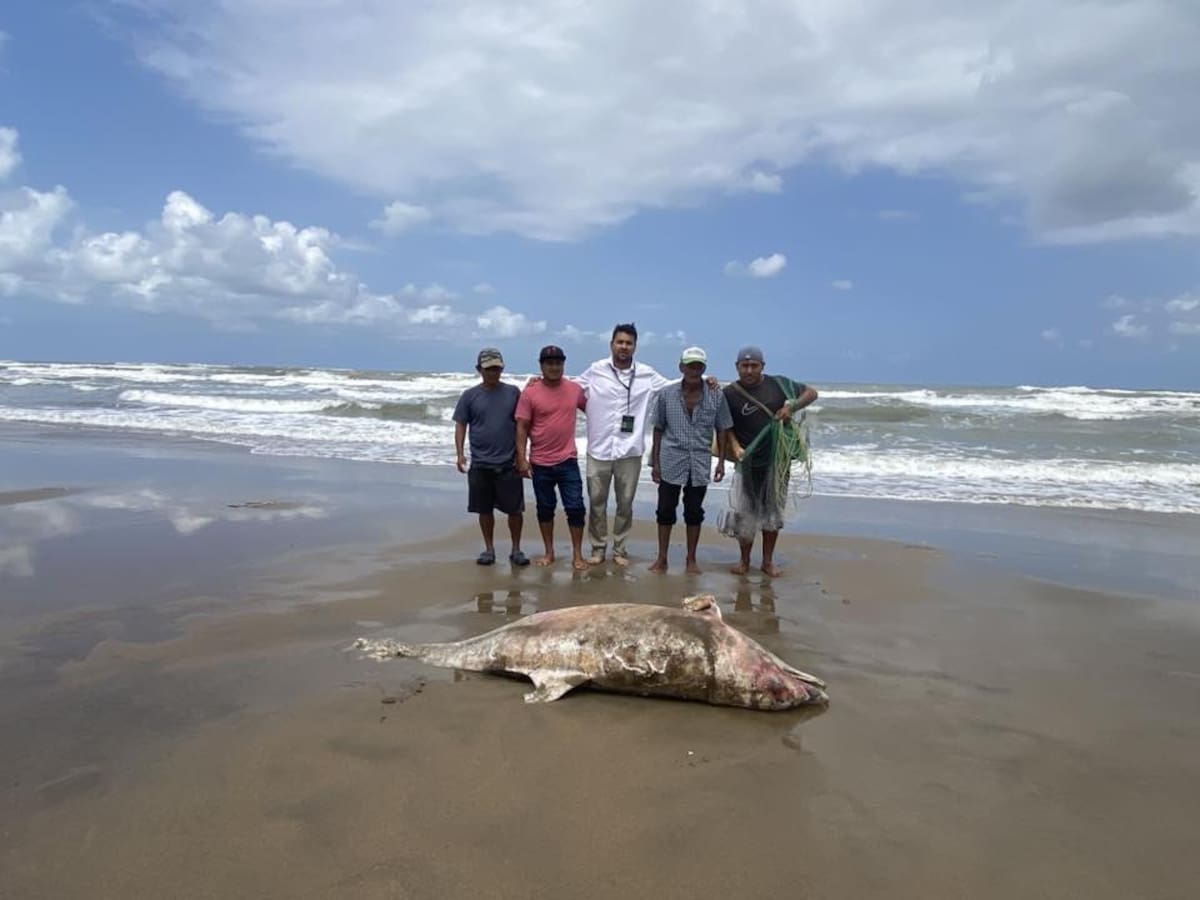 Un segundo delfín fue encontrado muerto en playas del sur de Veracruz en menos de una semana. Foto: Fundación Caretta Mx