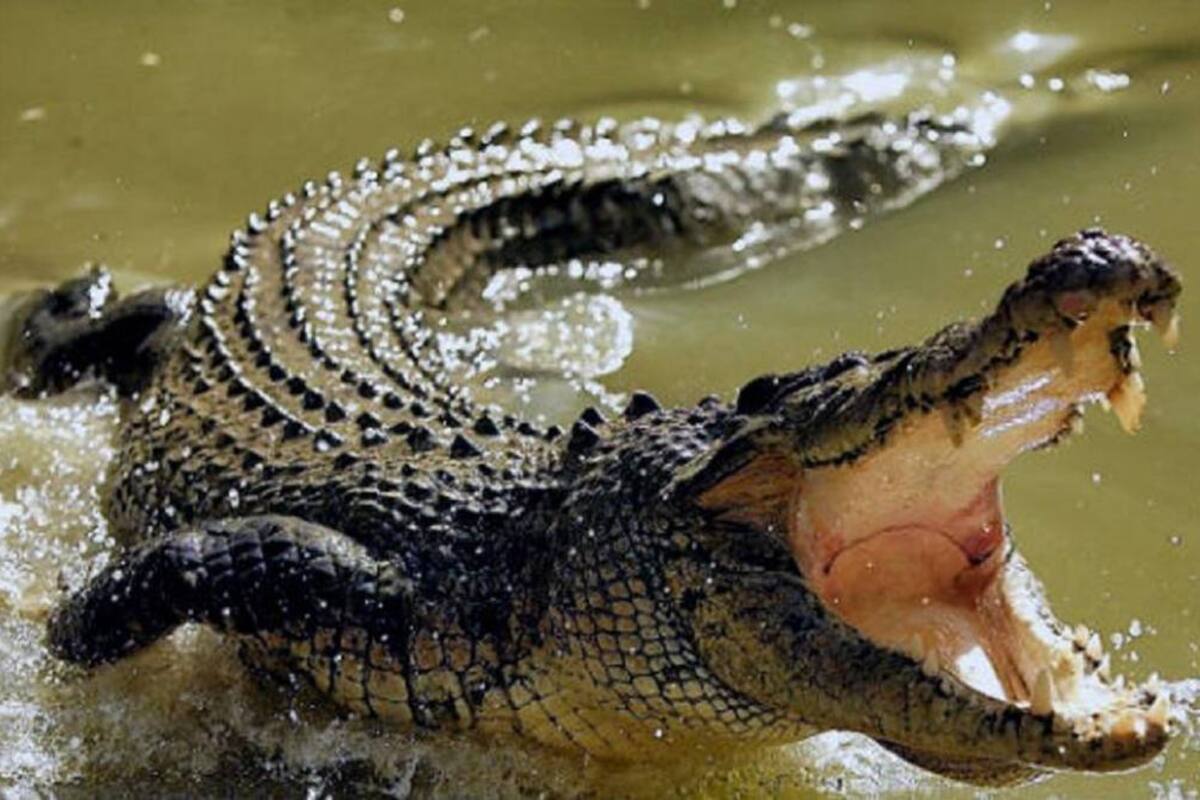 Quiso sacarse una foto con un cocodrilo y casi termina en tragedia