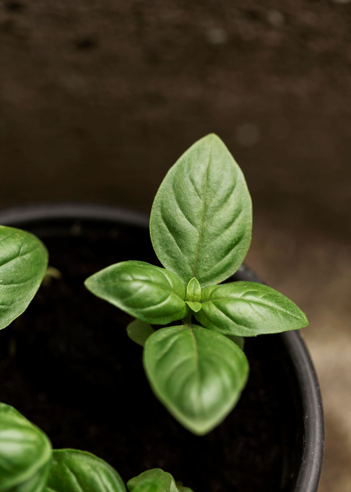 Albahaca | Foto: Freepik