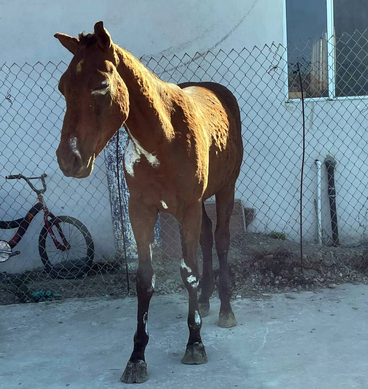 La yegua también lesiones severas en los ojos.