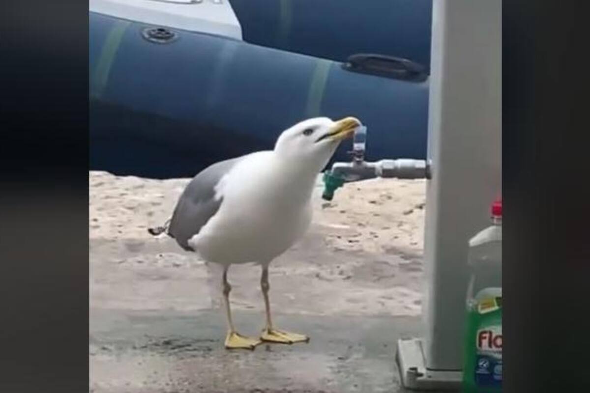 Gaviota aprende abrir una llave para beber agua