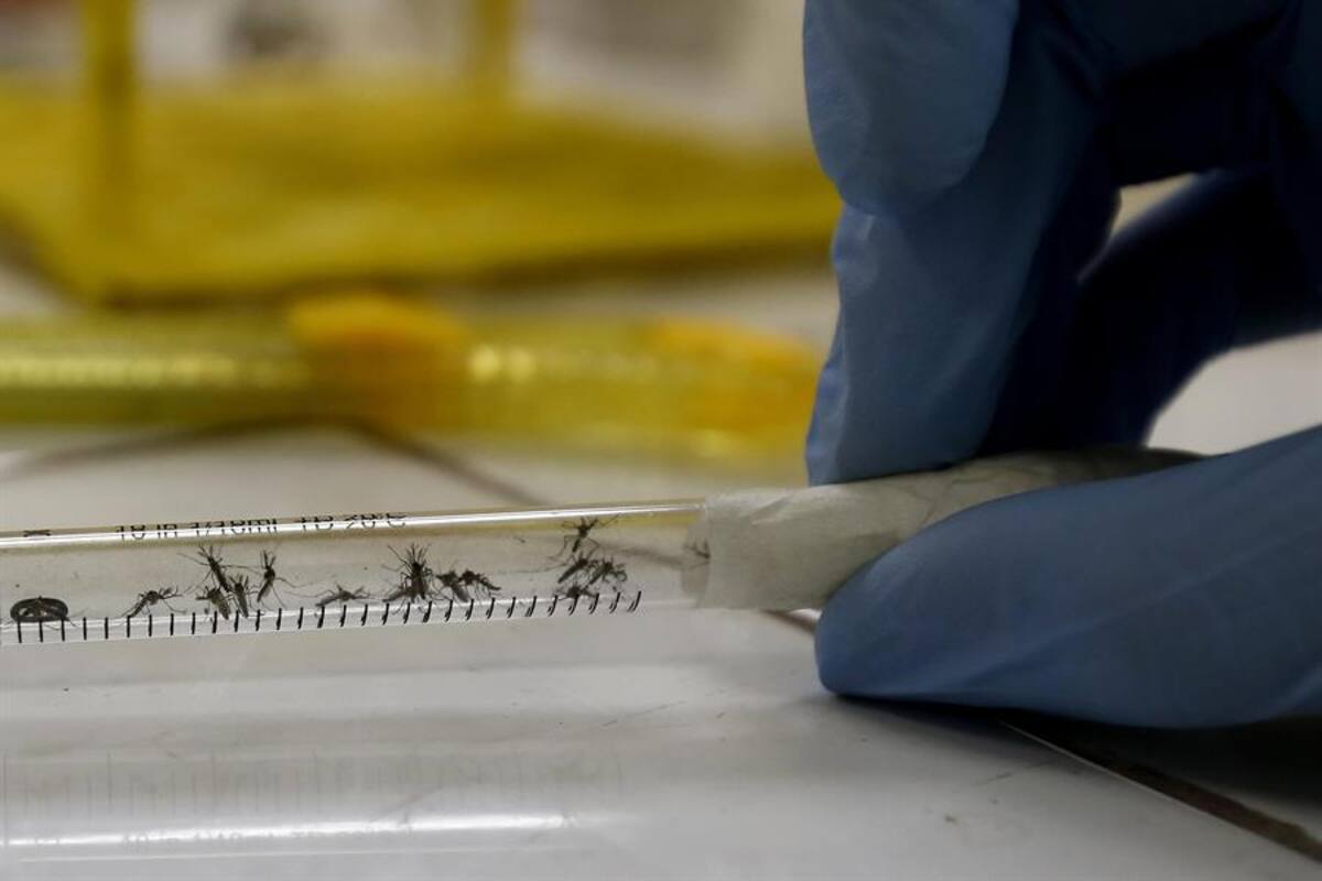 Suman 17 muertes en República Dominicana por dengue