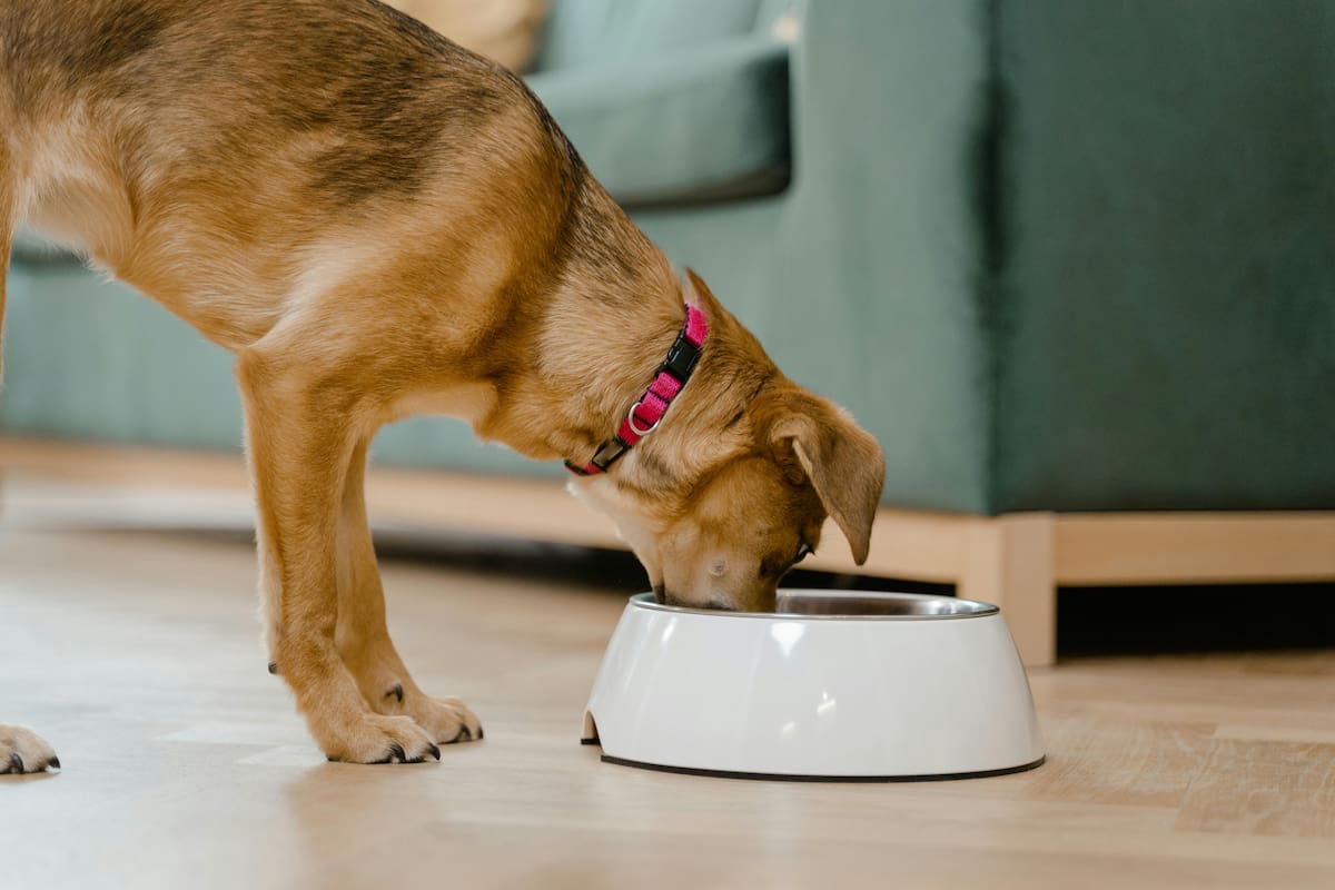 Crece el interés por la alimentación natural para perros en México