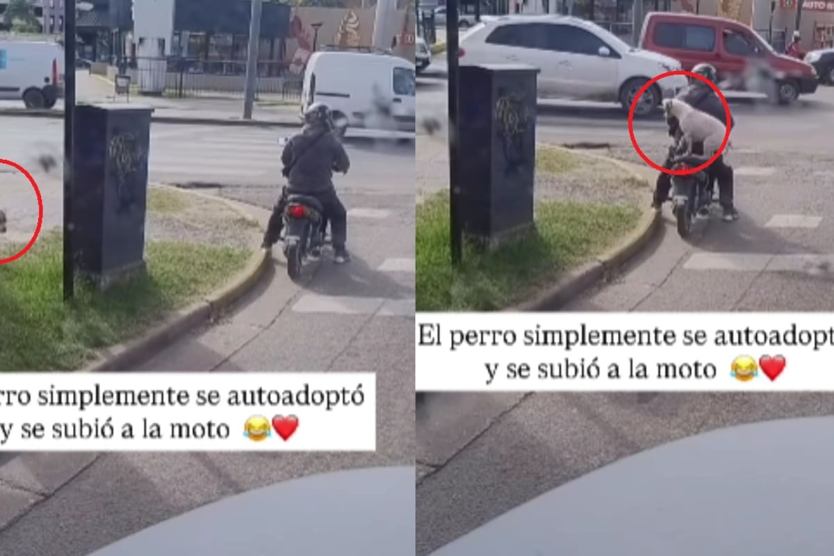“El solovino real”: Perrito se vuelve viral al subirse a una moto y ‘autoadoptarse’ durante el alto