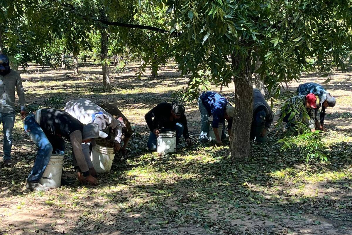 Cerrará producción de nuez en Sonora con 18 mil toneladas: Aoans