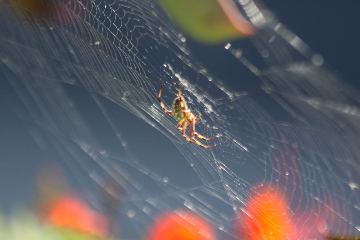 “Apacigua” el frío a insectos y arácnidos, pero algunos siguen activos en casa: biólogo