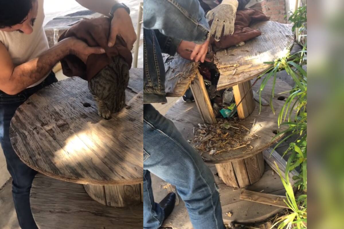VÍDEO: gato se queda con la cabeza atorada en un carrete y unos hombres lo ayudan