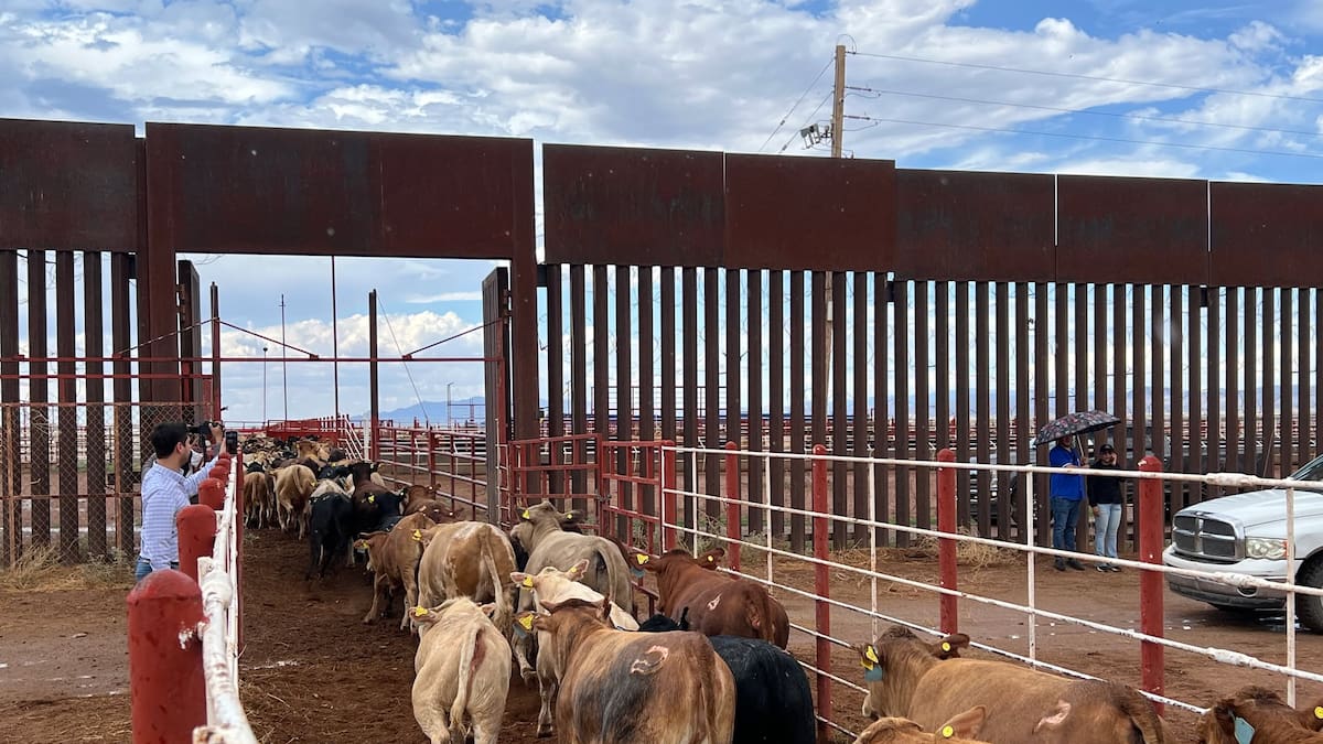 Detección de gusano barrenador en Texas aleja reapertura de frontera de Estados Unidos al ganado mexicano, advierten productores