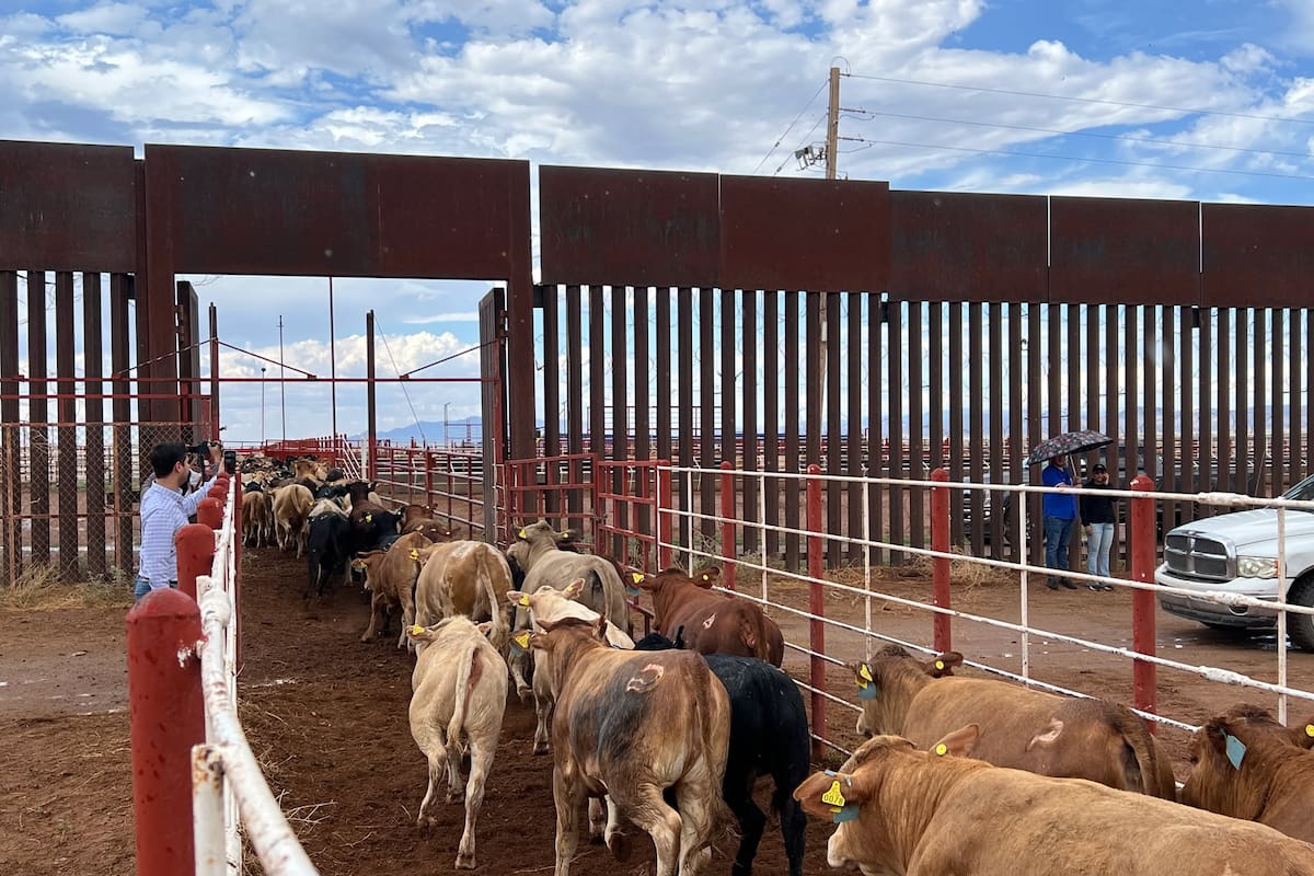 Detección de gusano barrenador en Texas aleja reapertura de frontera de Estados Unidos al ganado mexicano, advierten productores