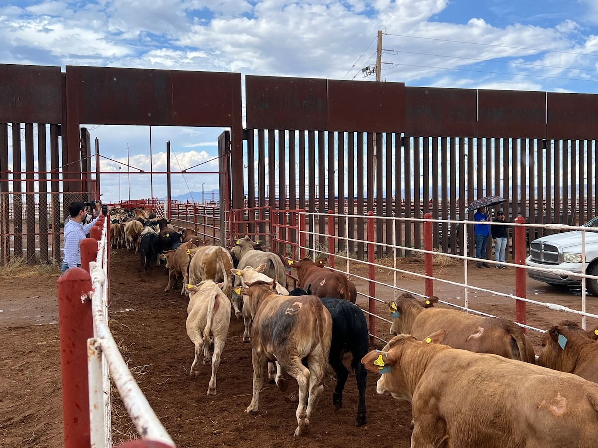 La frontera de Agua Prieta, Sonora, será abierta en el reinicio gradual del comercio de ganado con Estados Unidos. FOTOS: BANCO DIGITAL