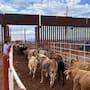 Detección de gusano barrenador en Texas aleja reapertura de frontera de Estados Unidos al ganado mexicano, advierten productores