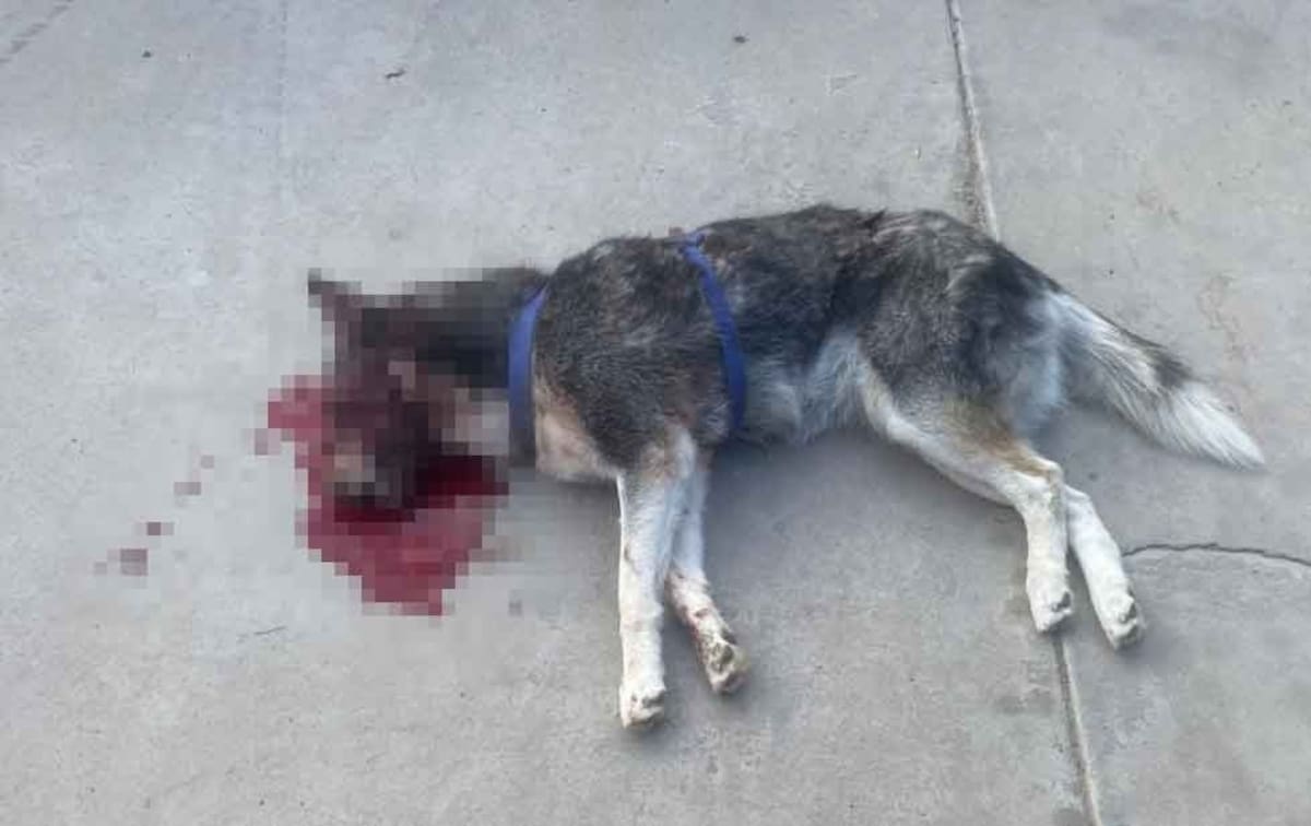 Hombre mata a perro a navajazos. Foto: Especial/Reforma