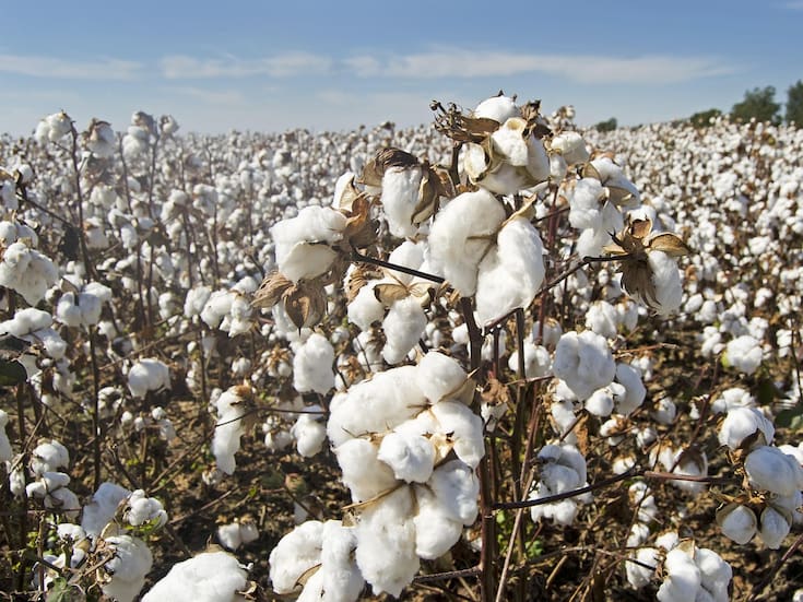 Buscan detener crisis del algodón en Mexicali: Congreso