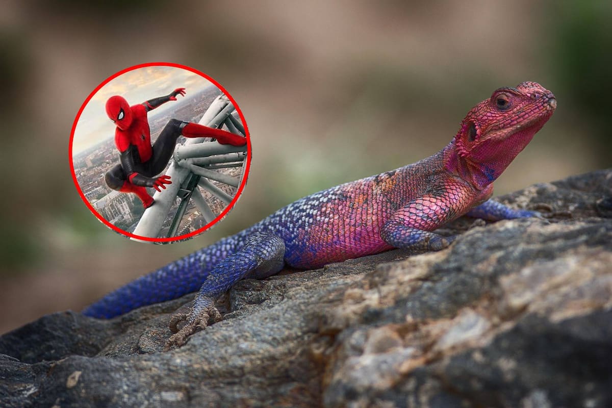 ¿Es IA o real? Lagarto ‘Spider-Man’ se vuelve viral en redes sociales
