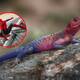 ¿Es IA o real? Lagarto ‘Spider-Man’ se vuelve viral en redes sociales