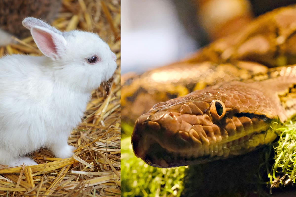 Robots con forma de conejo: la nueva estrategia para controlar pitones en Florida