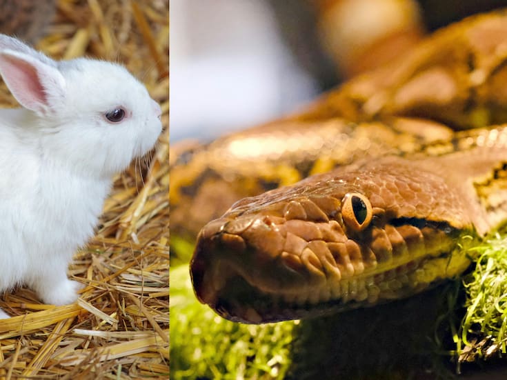 Robots con forma de conejo: la nueva estrategia para controlar pitones en Florida