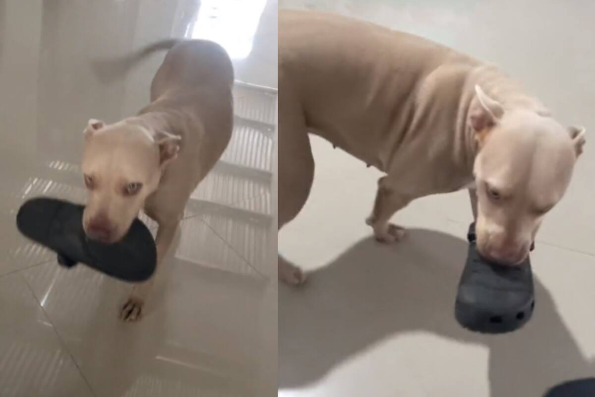 Hombre es recibido con amor en su casa: su perra le lleva las sandalias al llegar del trabajo | VIDEO