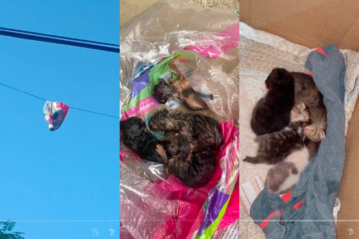 Mujer encuentra a unos gatitos abandonados en una bolsa colgada de un cable eléctrico | VIRAL