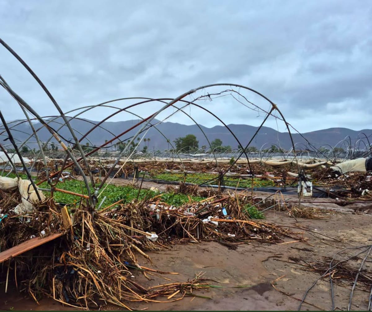 La tormenta Rachel inundó parcelas y dañó infraestructura agrícola en Maneadero, donde productores reportan pérdidas millonarias. Foto: Cortesía