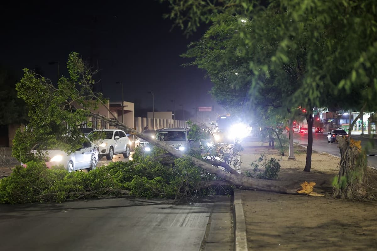 Rachas de hasta 60 km/h derriban árbol en el bulevar Solidaridad de Hermosillo