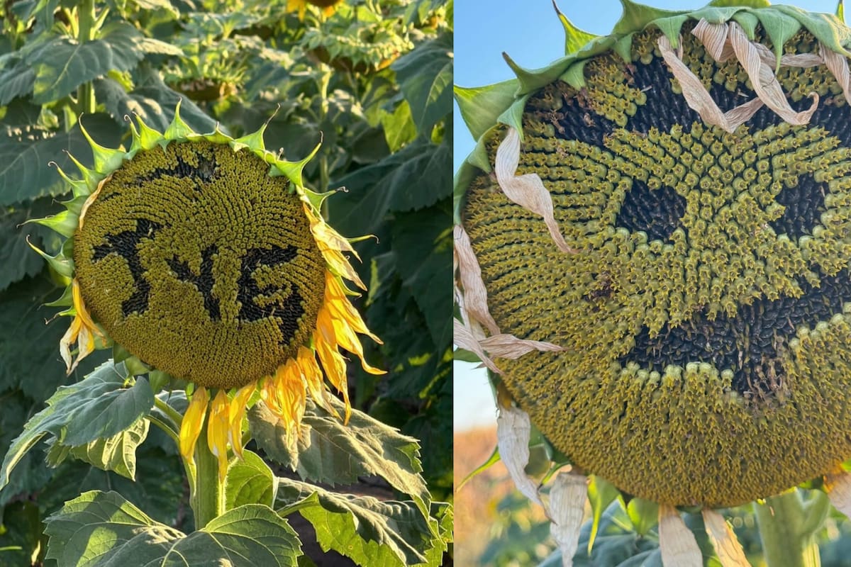 Campo de girasoles en el Valle del Yaqui presenta daños por malas prácticas de visitantes