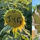 Campo de girasoles en el Valle del Yaqui presenta daños por malas prácticas de visitantes